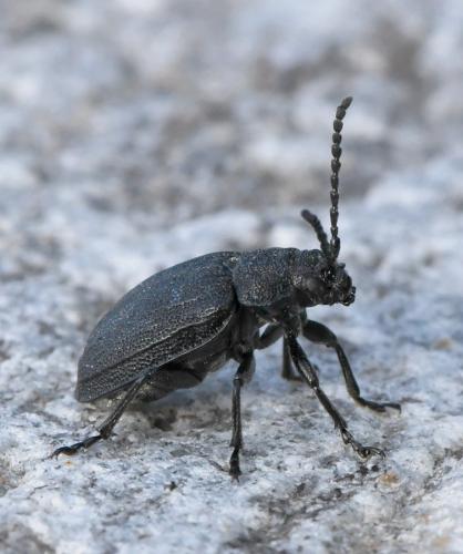 Réf. 217 964 : Galeruca sp.